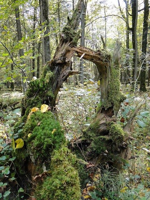 Białowieski Park Narodowy